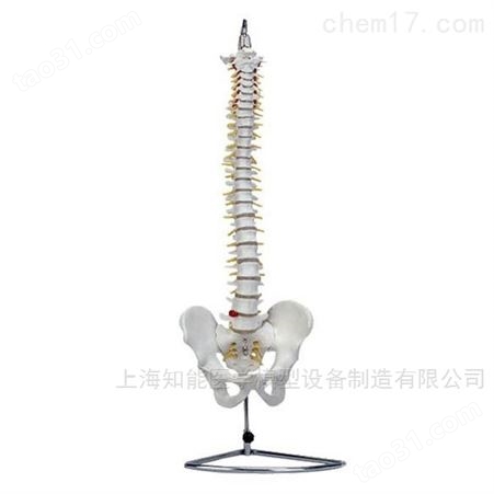 脊椎带骨盆模型-人体脊椎骨盆模型-脊椎结构模型