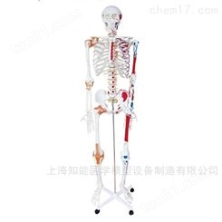 半边肌肉着色附韧带人体骨骼模型-肌肉韧带骨骼模型