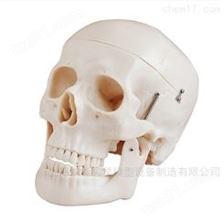 人体头骨模型-头颅骨模型-人体头骨结构模型