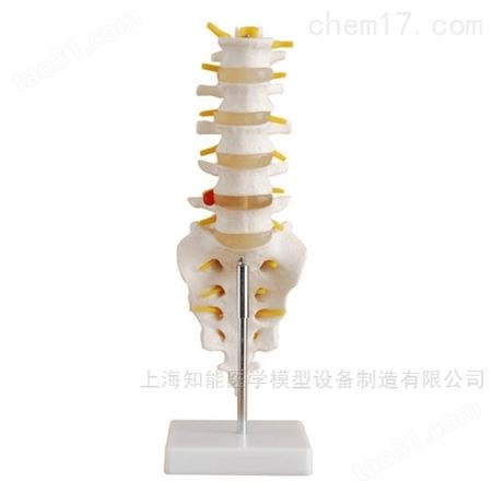 自然大腰椎带尾椎骨模型-腰椎尾椎骨骼模型-尾椎结构模型