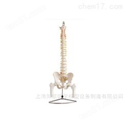 自然大脊椎附骨盆、半腿骨模型-脊椎骨盆模型-脊椎腿骨模型