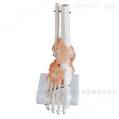 自然大带韧带脚关节骨骼模型-带韧带关节模型-脚关节模型