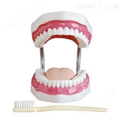 牙齿护理保健模型（放大5倍）-牙齿护理模型-牙齿模型