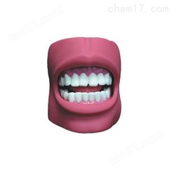 牙齿护理保健模型（带脸颊）（自然大）-牙齿保健模型-牙齿模型