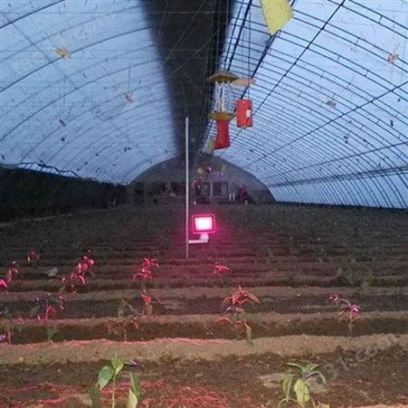 红皎阳激光植物生长灯厂家供应蔬菜黄瓜补光灯Q091 一亩地一个灯