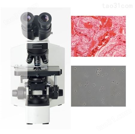 微特视界 科研级三目研究生物显微镜  无限远色差校正光学