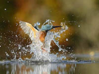 摄影师花六年时间终于拍到翠鸟潜水照片