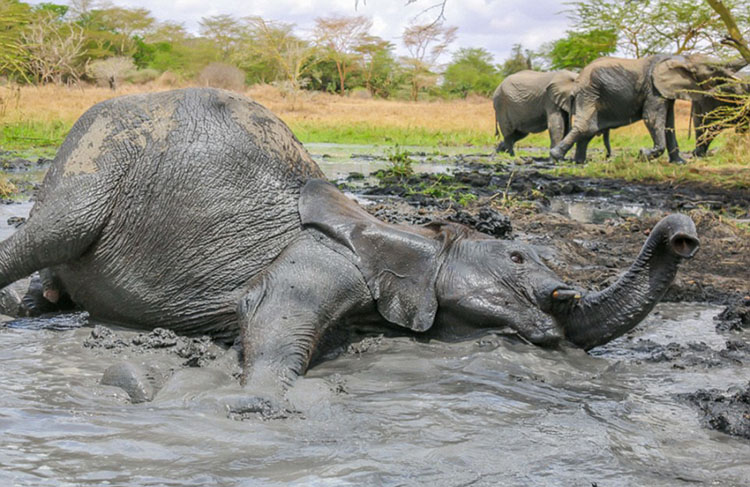 美游客拍摄非洲小象泥浴降温萌图